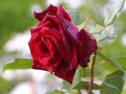 Edelrose 'Mildred Scheel' ®