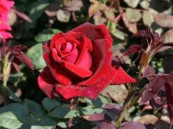 Edelrose 'Mildred Scheel' ® 12 Edelrose 'Mildred Scheel' ® -Edelrosen Geschaft edelrose mildred scheel m005938 w 0