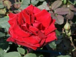 Edelrose 'Mildred Scheel' ® 15 Edelrose 'Mildred Scheel' ® -Edelrosen Geschaft edelrose mildred scheel m005938 w 1