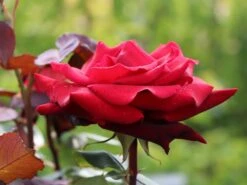 Edelrose 'Mildred Scheel' ® 14 Edelrose 'Mildred Scheel' ® -Edelrosen Geschaft edelrose mildred scheel m005938 w 2