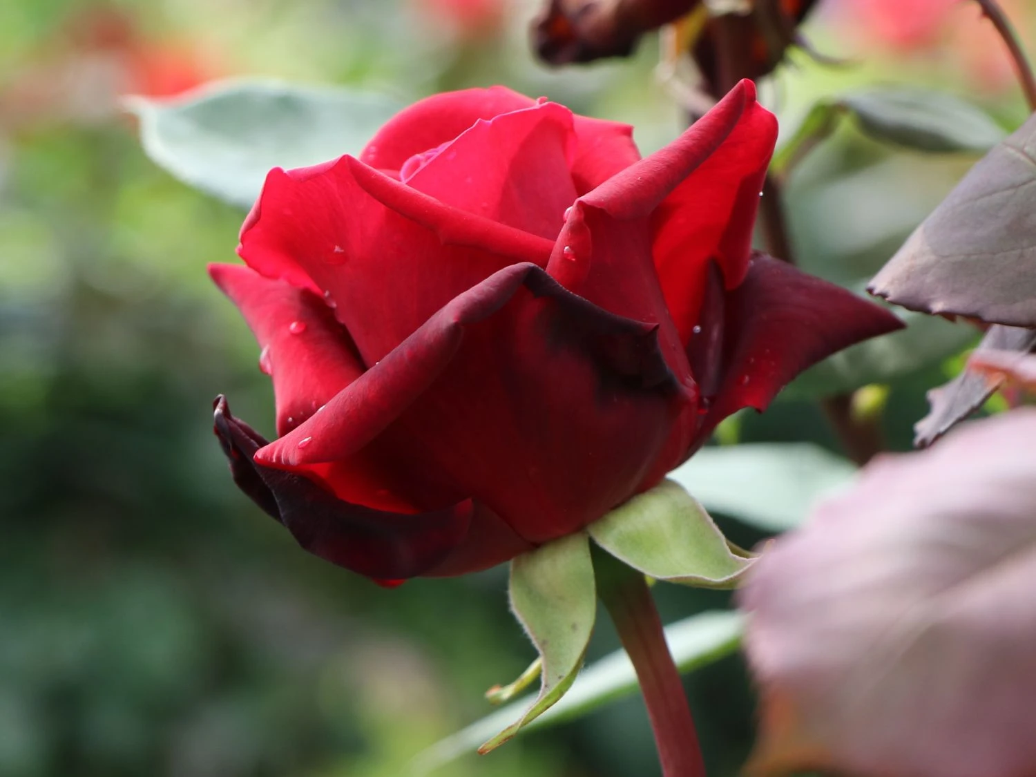 Edelrose 'Mildred Scheel' ® 6 Edelrose 'Mildred Scheel' ® – Bild 6