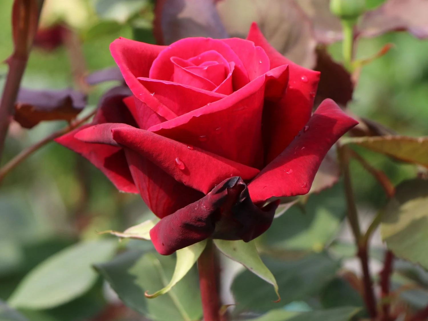 Edelrose 'Mildred Scheel' ® 3 Edelrose 'Mildred Scheel' ® – Bild 3