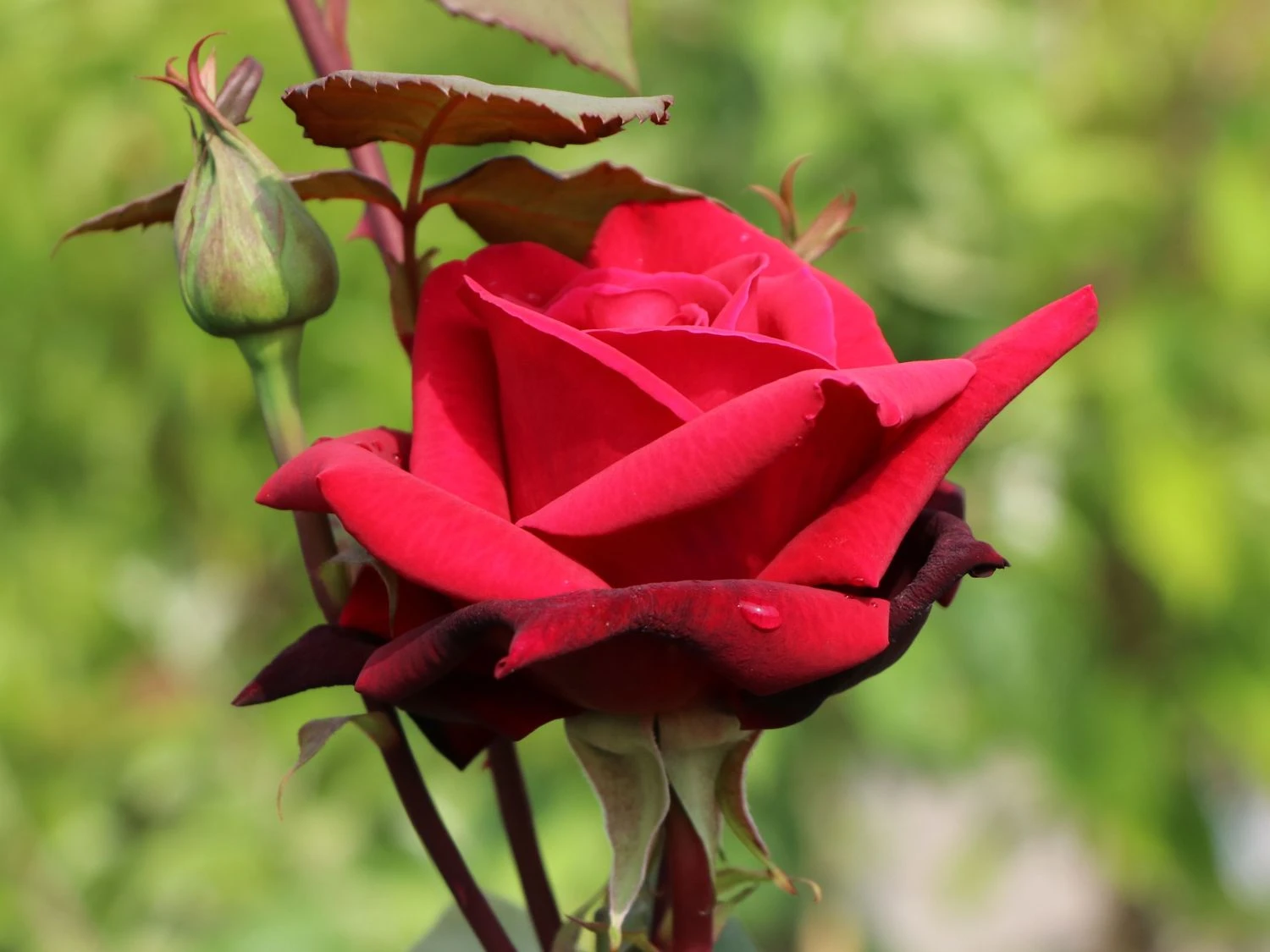 Edelrose 'Mildred Scheel' ® 2 Edelrose 'Mildred Scheel' ® – Bild 2