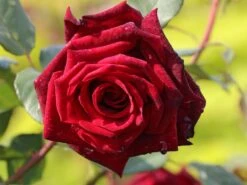 Edelrose 'Mildred Scheel' ® 11 Edelrose 'Mildred Scheel' ® -Edelrosen Geschaft edelrose mildred scheel m005938 w 6