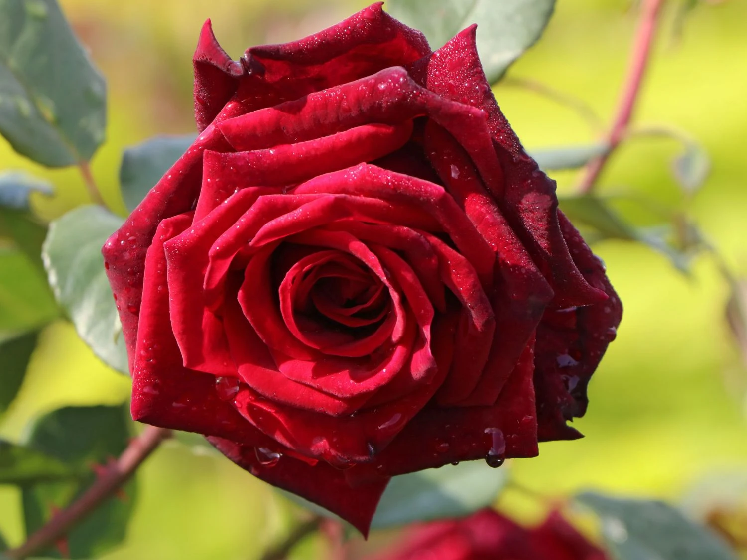 Edelrose 'Mildred Scheel' ® 4 Edelrose 'Mildred Scheel' ® – Bild 4