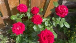 Edelrose 'Noblesse' ® -Edelrosen Geschaft edelrose noblesse m117263 318306 0