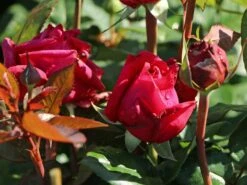 Edelrose 'Noblesse' ® -Edelrosen Geschaft edelrose noblesse m117263 w 2