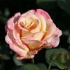 Edelrose 'Oh Happy Day' ®
