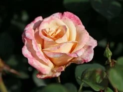 Edelrose 'Oh Happy Day' ®