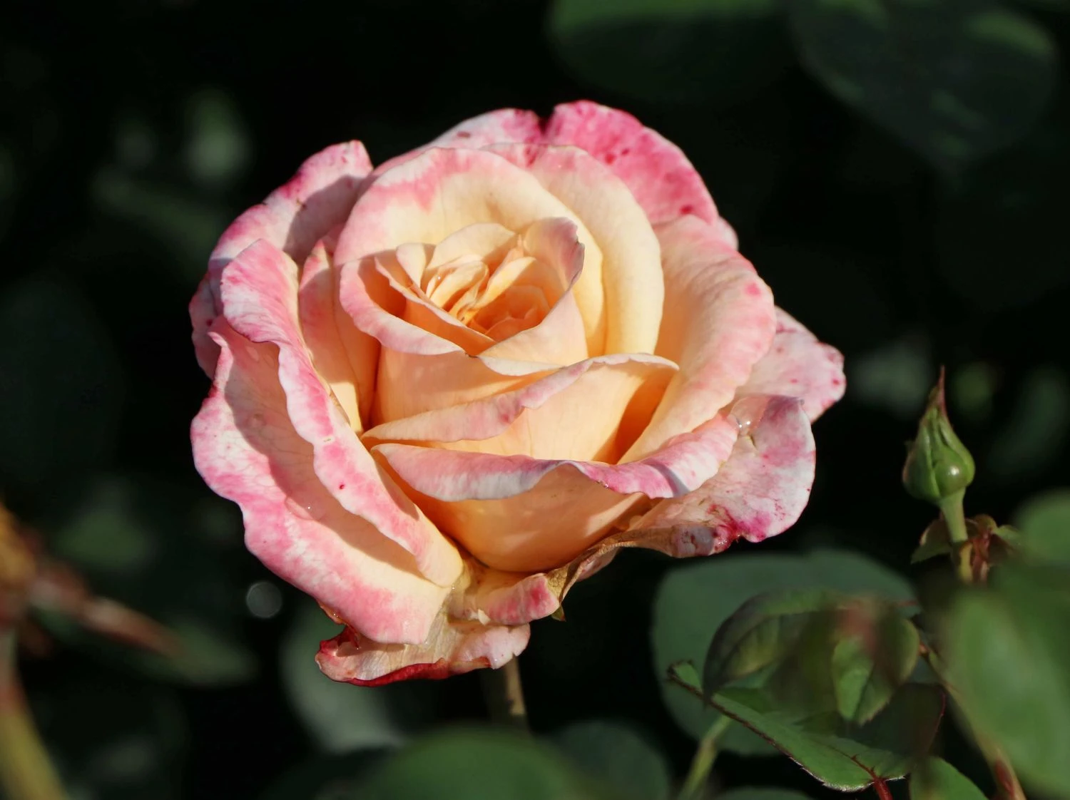 Edelrose 'Oh Happy Day' ® 1 Edelrose 'Oh Happy Day' ®