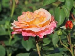 Edelrose 'Oh Happy Day' ® 12 Edelrose 'Oh Happy Day' ® -Edelrosen Geschaft edelrose oh happy day m099227 w 0