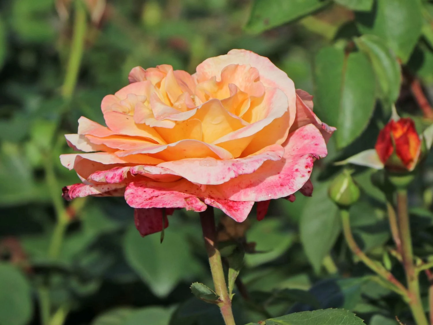Edelrose 'Oh Happy Day' ® 5 Edelrose 'Oh Happy Day' ® – Bild 5