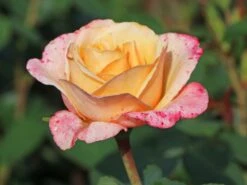 Edelrose 'Oh Happy Day' ® 11 Edelrose 'Oh Happy Day' ® -Edelrosen Geschaft edelrose oh happy day m099227 w 1