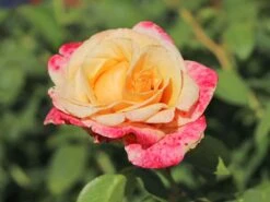 Edelrose 'Oh Happy Day' ® 10 Edelrose 'Oh Happy Day' ® -Edelrosen Geschaft edelrose oh happy day m099227 w 3