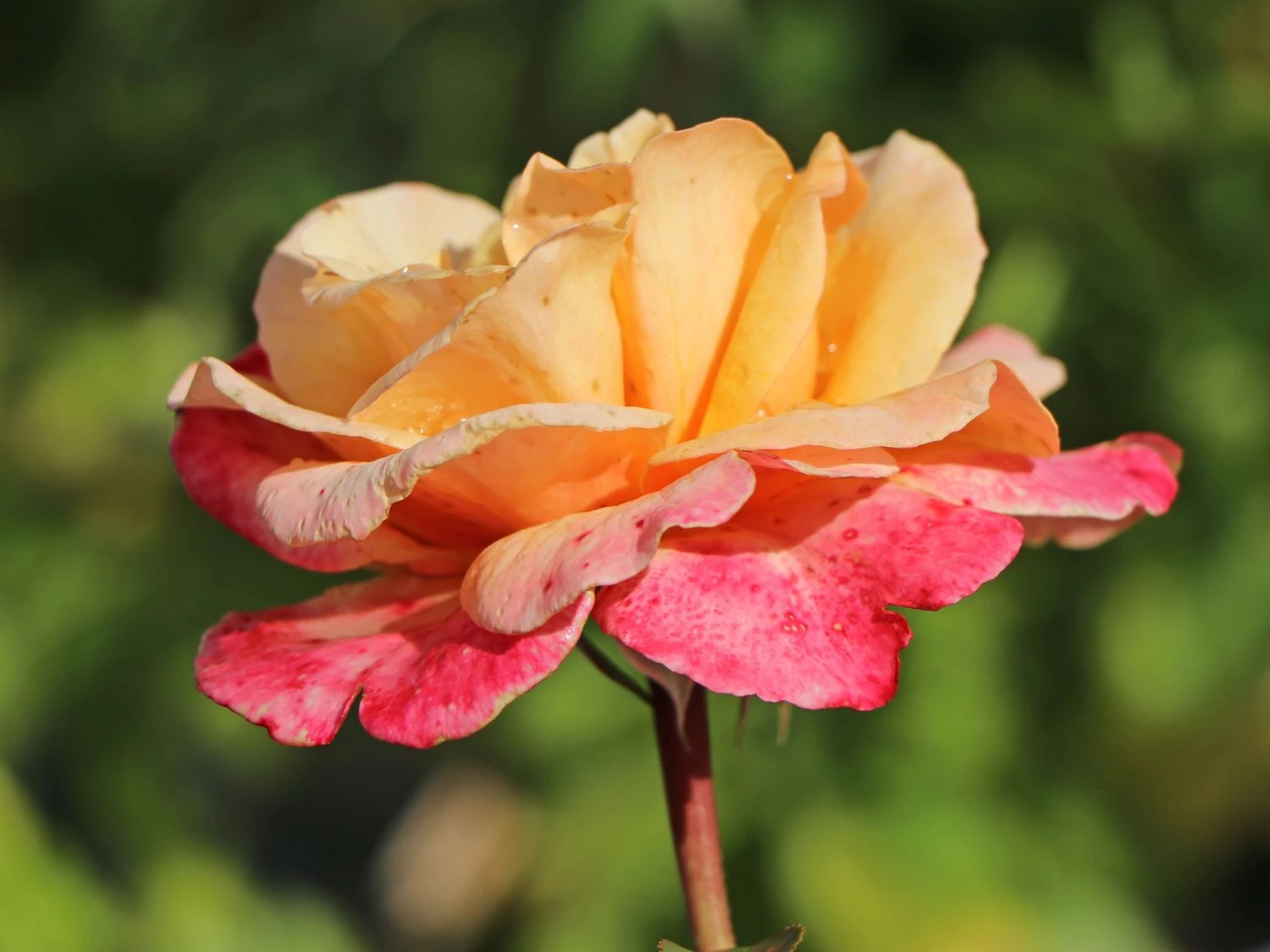 Edelrose 'Oh Happy Day' ® 2 Edelrose 'Oh Happy Day' ® – Bild 2