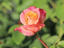 Edelrose 'Oh Happy Day' ® 13 Edelrose 'Oh Happy Day' ® -Edelrosen Geschaft edelrose oh happy day m099227 w 5