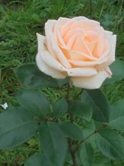 Edelrose 'Osiana' ® -Edelrosen Geschaft edelrose osiana m005944 430730 0
