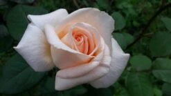 Edelrose 'Osiana' ® -Edelrosen Geschaft edelrose osiana m005944 671558 0