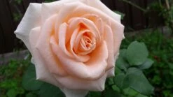 Edelrose 'Osiana' ® -Edelrosen Geschaft edelrose osiana m005944 671558 1