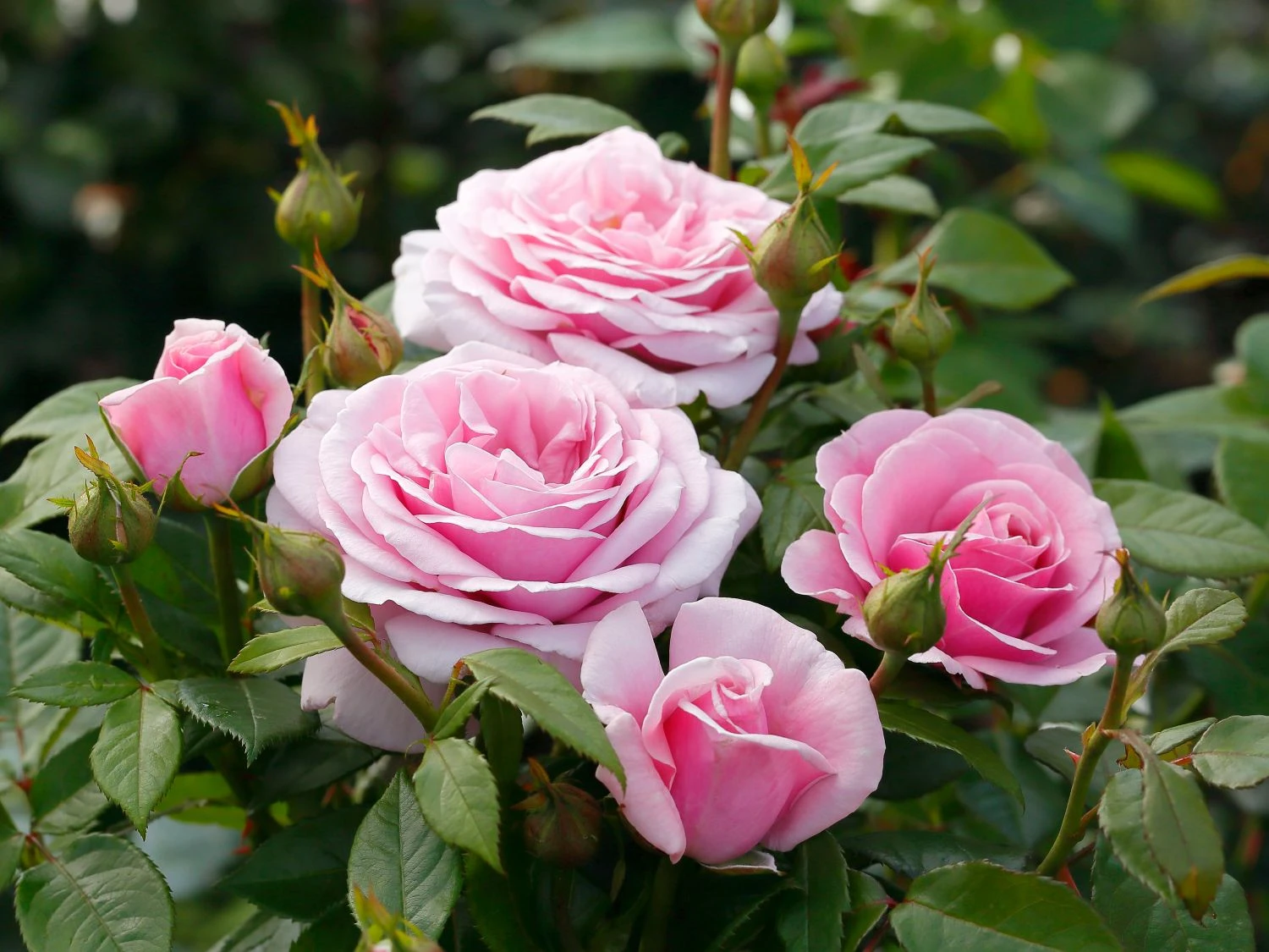 Edelrose 'Pacific Blue' ® 1 Edelrose 'Pacific Blue' ®