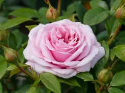 Edelrose 'Pacific Blue' ® 18 Edelrose 'Pacific Blue' ® -Edelrosen Geschaft edelrose pacific blue m113611 w 0