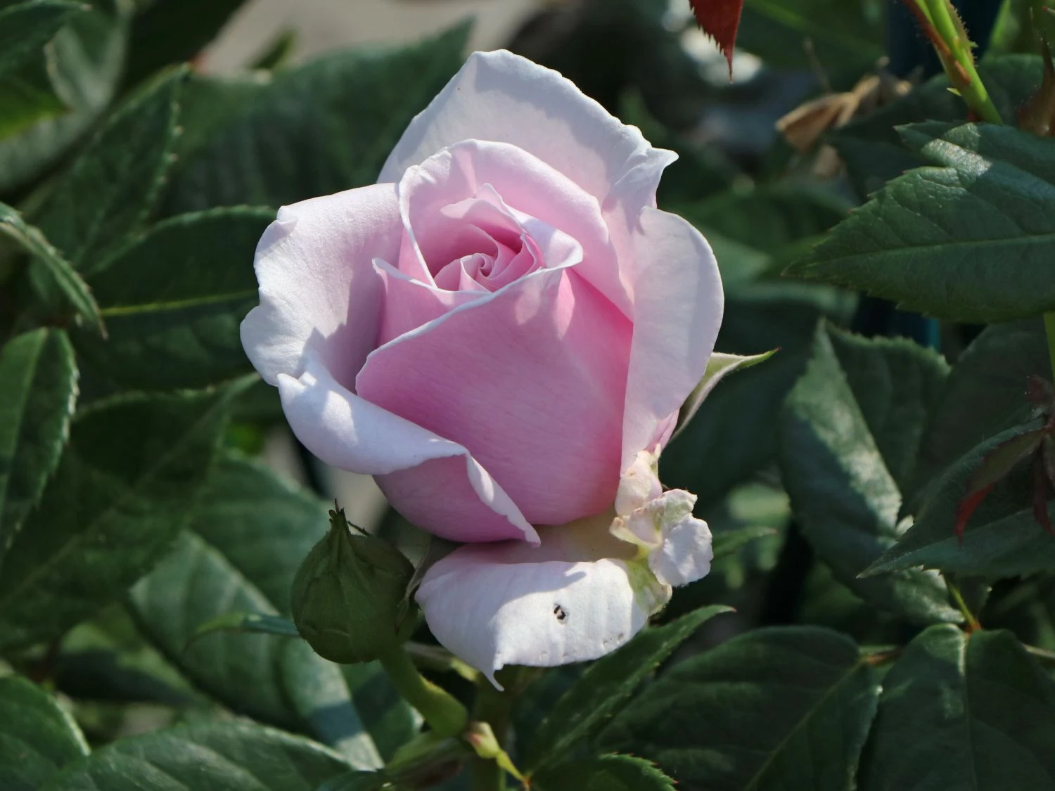 Edelrose 'Pacific Blue' ® 10 Edelrose 'Pacific Blue' ® – Bild 10