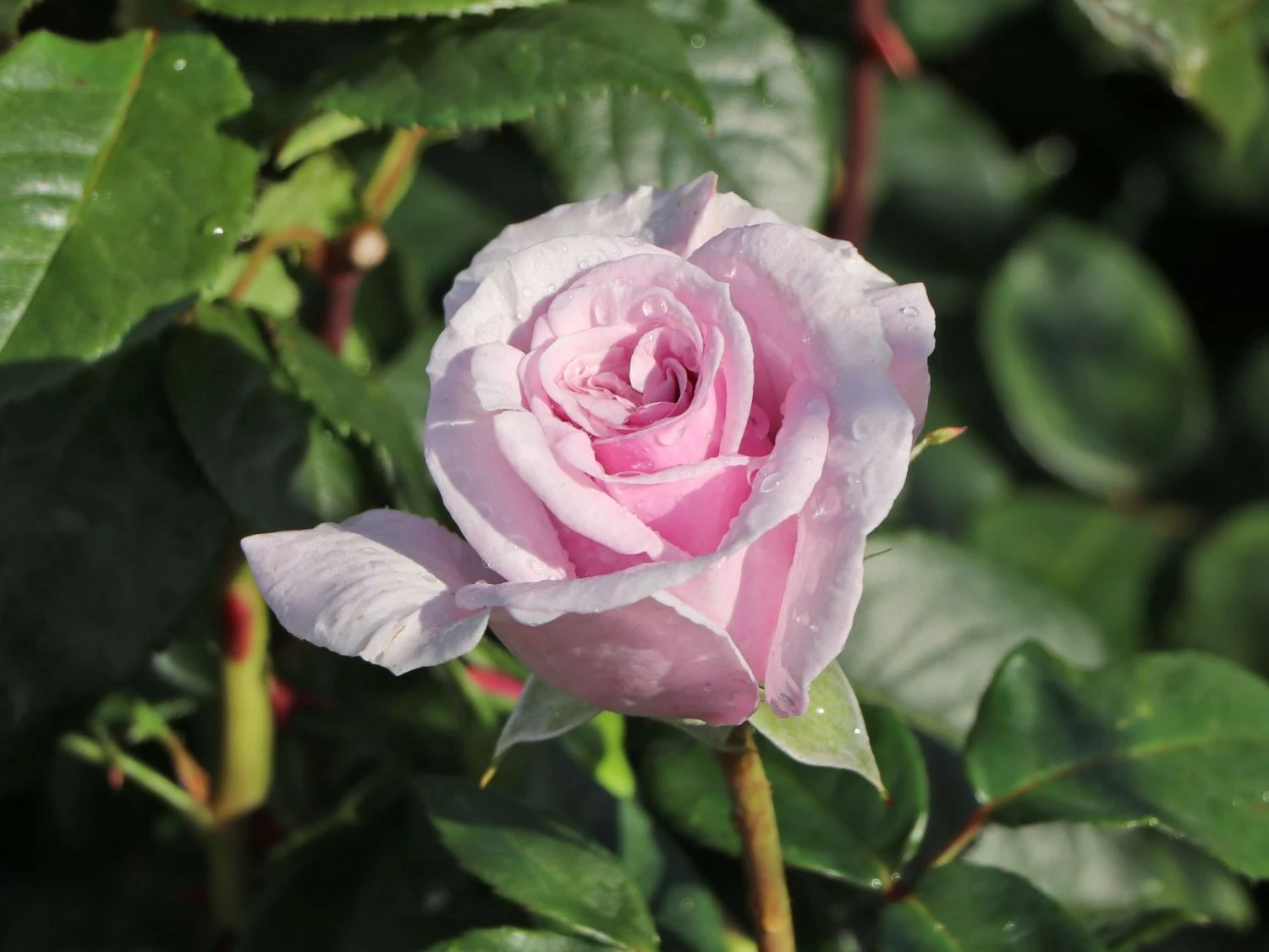 Edelrose 'Pacific Blue' ® 2 Edelrose 'Pacific Blue' ® – Bild 2