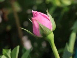 Edelrose 'Pacific Blue' ® 23 Edelrose 'Pacific Blue' ® -Edelrosen Geschaft edelrose pacific blue m113611 w 2