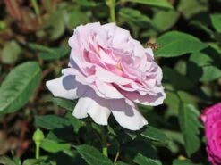 Edelrose 'Pacific Blue' ® 15 Edelrose 'Pacific Blue' ® -Edelrosen Geschaft edelrose pacific blue m113611 w 3