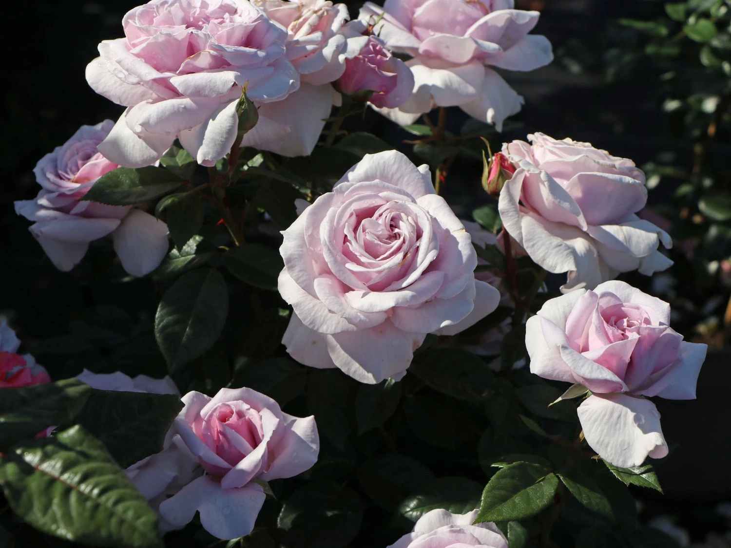 Edelrose 'Pacific Blue' ® 6 Edelrose 'Pacific Blue' ® – Bild 6