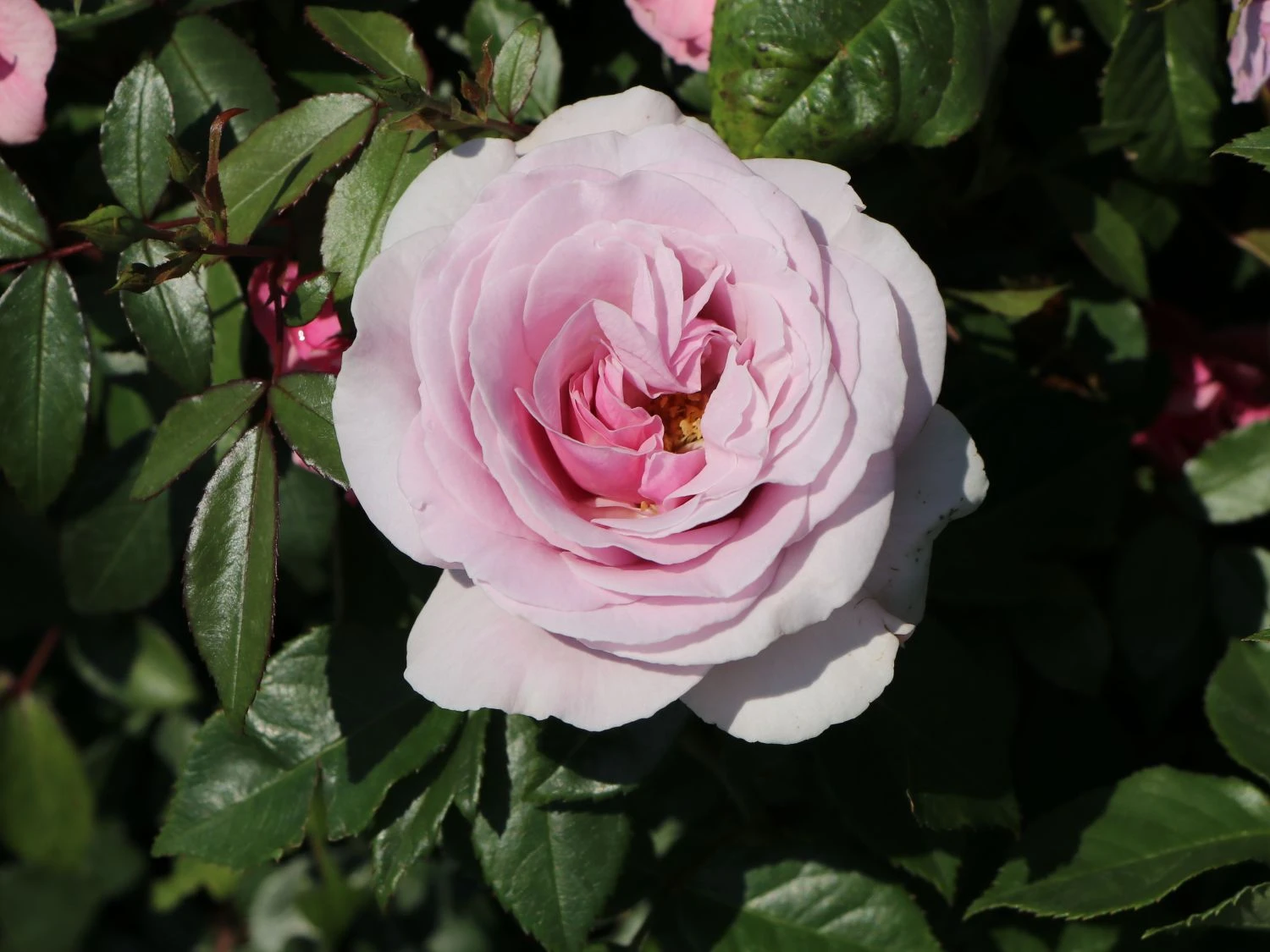 Edelrose 'Pacific Blue' ® 5 Edelrose 'Pacific Blue' ® – Bild 5