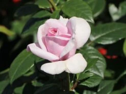 Edelrose 'Pacific Blue' ® 22 Edelrose 'Pacific Blue' ® -Edelrosen Geschaft edelrose pacific blue m113611 w 7