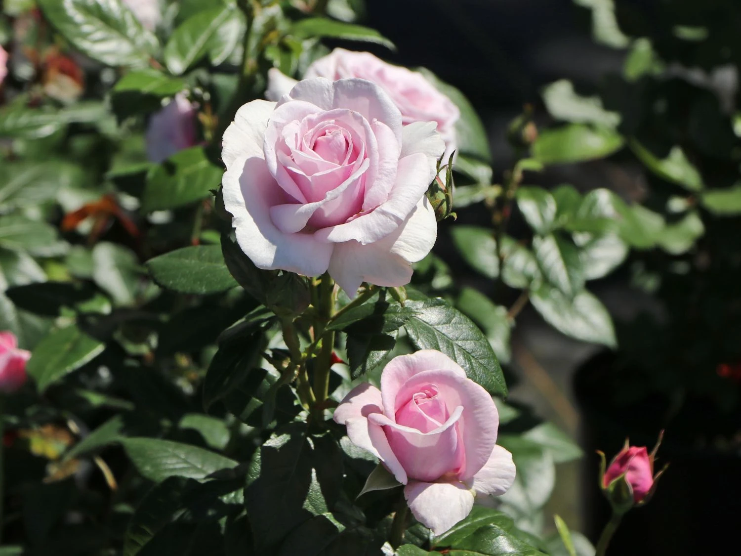 Edelrose 'Pacific Blue' ® 8 Edelrose 'Pacific Blue' ® – Bild 8