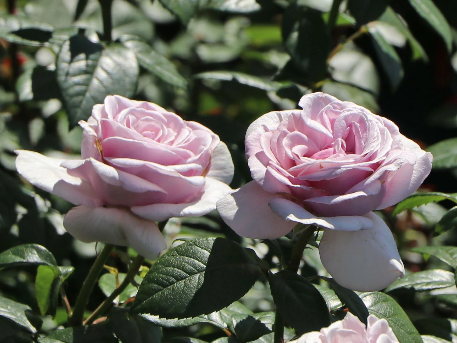 Edelrose 'Pacific Blue' ® 9 Edelrose 'Pacific Blue' ® – Bild 9