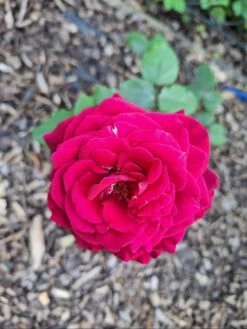 Edelrose Parfuma ® 'Gräfin Diana' ® -Edelrosen Geschaft edelrose parfuma graefin diana m056577 1143836 0