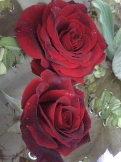 Edelrose Parfuma ® 'Gräfin Diana' ® -Edelrosen Geschaft edelrose parfuma graefin diana m056577 1338879 0