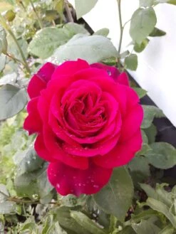 Edelrose Parfuma ® 'Gräfin Diana' ® -Edelrosen Geschaft edelrose parfuma graefin diana m056577 193676 0