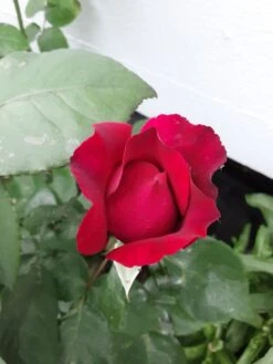 Edelrose Parfuma ® 'Gräfin Diana' ® -Edelrosen Geschaft edelrose parfuma graefin diana m056577 193676 1