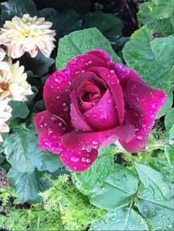 Edelrose Parfuma ® 'Gräfin Diana' ® -Edelrosen Geschaft edelrose parfuma graefin diana m056577 626058 2