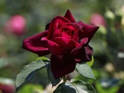 Edelrose Parfuma ® 'Gräfin Diana' ® -Edelrosen Geschaft edelrose parfuma graefin diana m056577 w 3