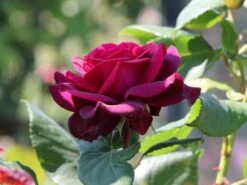 Edelrose Parfuma ® 'Gräfin Diana' ® -Edelrosen Geschaft edelrose parfuma graefin diana m056577 w 5