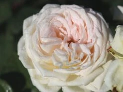 Edelrose Parfuma ® 'Madame Anisette' ® 12 Edelrose Parfuma ® 'Madame Anisette' ® -Edelrosen Geschaft edelrose parfuma madame anisette m099187 w 0