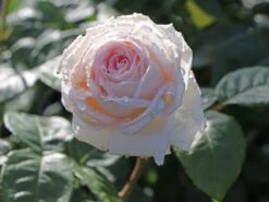 Edelrose Parfuma ® 'Madame Anisette' ® 15 Edelrose Parfuma ® 'Madame Anisette' ® -Edelrosen Geschaft edelrose parfuma madame anisette m099187 w 2