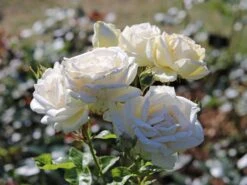Edelrose Parfuma ® 'Madame Anisette' ® 16 Edelrose Parfuma ® 'Madame Anisette' ® -Edelrosen Geschaft edelrose parfuma madame anisette m099187 w 4