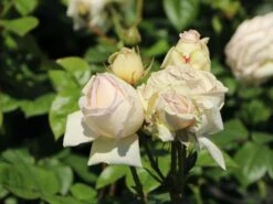 Edelrose Parfuma ® 'Madame Anisette' ® 17 Edelrose Parfuma ® 'Madame Anisette' ® -Edelrosen Geschaft edelrose parfuma madame anisette m099187 w 6