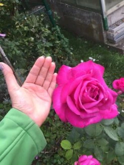 Edelrose 'Parole' ® -Edelrosen Geschaft edelrose parole m006084 1338879 0