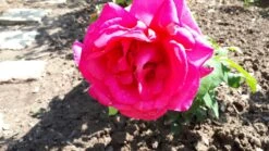 Edelrose 'Parole' ® -Edelrosen Geschaft edelrose parole m006084 365836 0