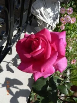 Edelrose 'Parole' ® -Edelrosen Geschaft edelrose parole m006084 411240 0