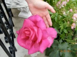 Edelrose 'Parole' ® -Edelrosen Geschaft edelrose parole m006084 411240 1