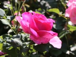 Edelrose 'Parole' ® -Edelrosen Geschaft edelrose parole m006084 w 1